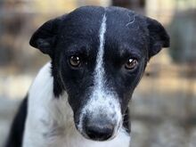 KNOPF, Hund, Mischlingshund in Rumänien