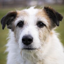 PIPPIN, Hund, Mischlingshund in Bad Urach