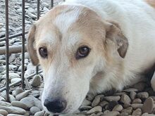 CINDY, Hund, Mischlingshund in Rumänien