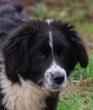 LENI, Hund, Mischling in Italien