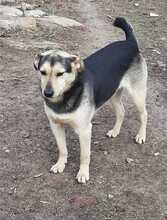 DONI, Hund, Mischlingshund in Föritz