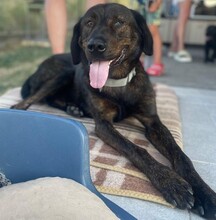 MATTHEW, Hund, Mischlingshund in Altlandsberg