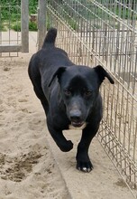 MISEL, Hund, Mischlingshund in Ungarn