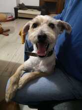 BENY, Hund, Mischlingshund in Slowakische Republik