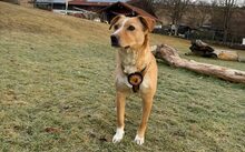 KIRA, Hund, Mischlingshund in Feldkirchen-Westerham