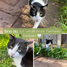 SIRIO, Katze, Europäisch Kurzhaar in Lustadt