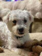 SUSE, Hund, Bichon à poil frisé-Mix in Meckenheim