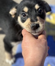 JAMAIKA, Hund, Mischlingshund in Rumänien