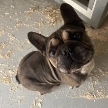 JACK, Hund, Französische Bulldogge in Ungarn