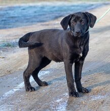PERLA, Hund, Labrador-Mischlingshündin in Ungarn