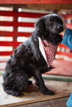 LYRA, Hund, Kroatischer Schäferhund-Mischling in Kroatien