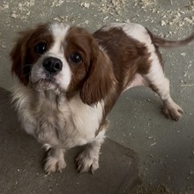 ROSE, Hund, Cavalier King Charles Spaniel in Ungarn