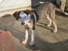 IDA, Hund, Mischlingshund in Bulgarien