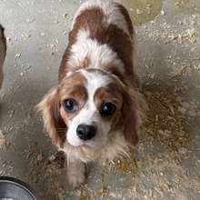 LIZZIE, Hund, Cavalier King Charles Spaniel in Ungarn