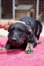 ABBA, Hund, Hrvatski Ovcar-Terrier-Mix in Kroatien
