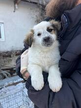 CHARLOTTE, Hund, Mischlingshund in Rumänien