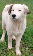 MOGLI, Hund, Mischlingshund in Italien