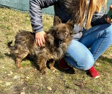 GORDY, Hund, Mischlingshund in Vorra