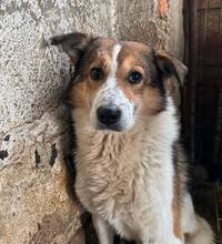 JAMIE, Hund, Mischlingshund in München