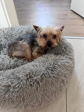 NEVAN, Hund, Yorkshire Terrier in Darmstadt