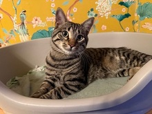 PASCHA, Katze, Europäisch Kurzhaar in Fürth