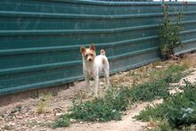 ELMO, Hund, Mischlingshund in Glandorf - Bild 2