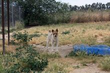 ELMO, Hund, Mischlingshund in Glandorf - Bild 3