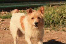 ELMO, Hund, Mischlingshund in Glandorf - Bild 7