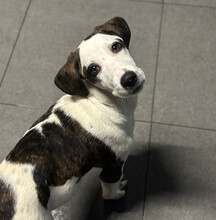 HECTOR, Hund, Mischlingshund in Aerzen