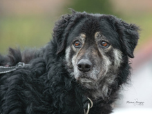 BONNIE, Hund, Mischlingshund in Ulrichstein