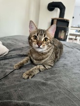 LUISA, Katze, Europäisch Kurzhaar in Bernau