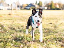 ANDUR, Hund, Mischlingshund in Buchholz