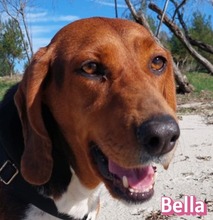 BELLA, Hund, Griechische Bracke-Mix in Griechenland