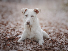 BARAN, Hund, Mischlingshund in Buchheim