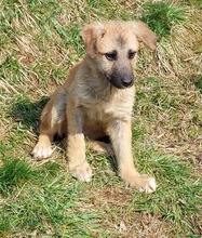 MOTTE, Hund, Mischlingshund in Obertrubach