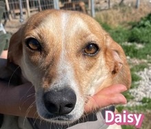 DAISY, Hund, Beagle-Mix in Neustadt