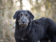 LIZ, Hund, Mischlingshund in Heidelberg