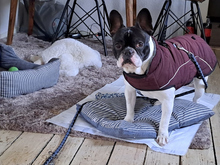 POLDI-POLDO, Hund, Französische Bulldogge in Schönau