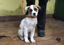 ELENIO, Hund, Mischlingshund in Italien