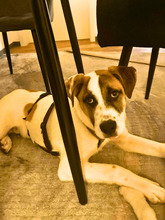 ELENIO, Hund, Mischlingshund in Trier