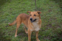 ODIN, Hund, Mischlingshund in Kroatien