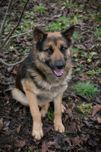 QUINTO, Hund, Deutscher Schäferhund-Mix in Kroatien