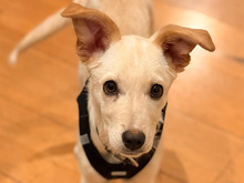 IVY, Hund, Mischlingshund in Hennef