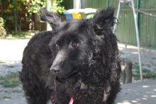 JULISKA, Hund, Kroatischer Schäferhund in Kroatien
