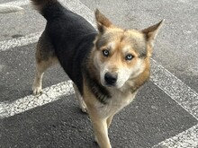 CASH, Hund, Mischlingshund in Essen