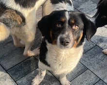 PAMINA, Hund, Mischlingshund in Braunschweig