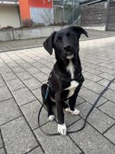 MILO, Hund, Mischlingshund in Ludwigsburg