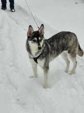 SKADI, Hund, Mischlingshund in Fredenbeck