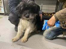 PUMPKIN, Hund, Mischlingshund in Ungarn