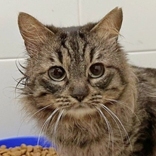 TOBAGO, Katze, Langhaarkatze-Mix in Spanien